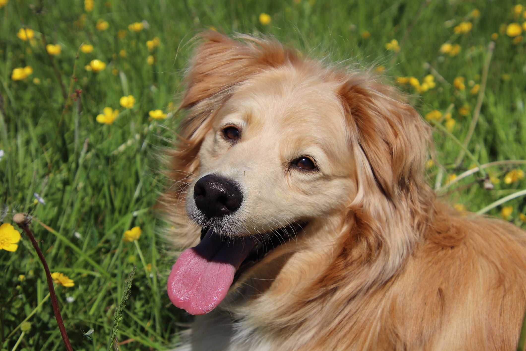 Golden retriever and maltese shops mix