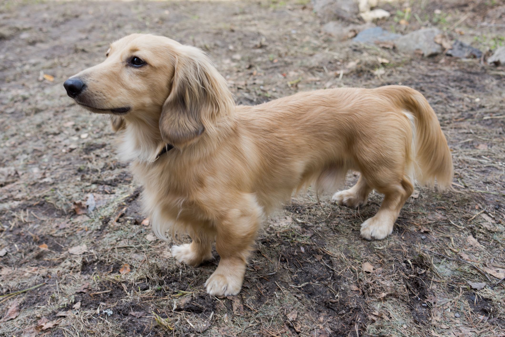 Doxie golden retriever mix orders