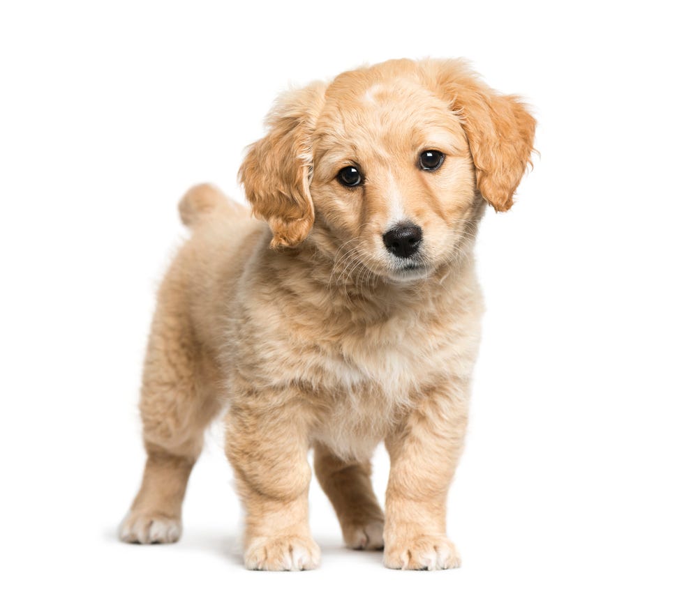 12 Golden Retriever Mixes for a Cute, Fluffy Companion