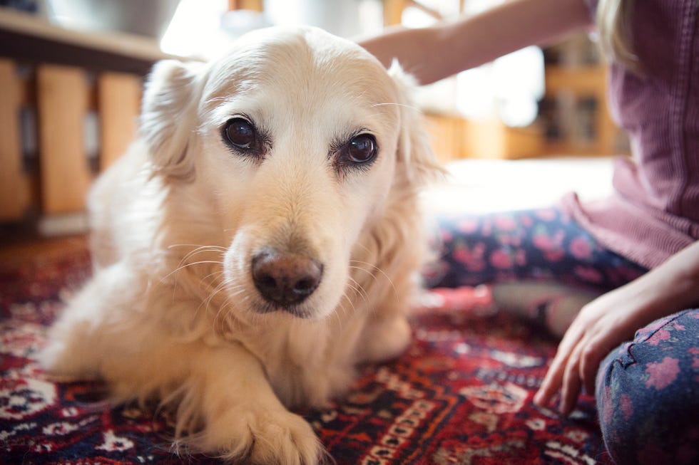 12 Golden Retriever Mixes for a Cute, Fluffy Companion