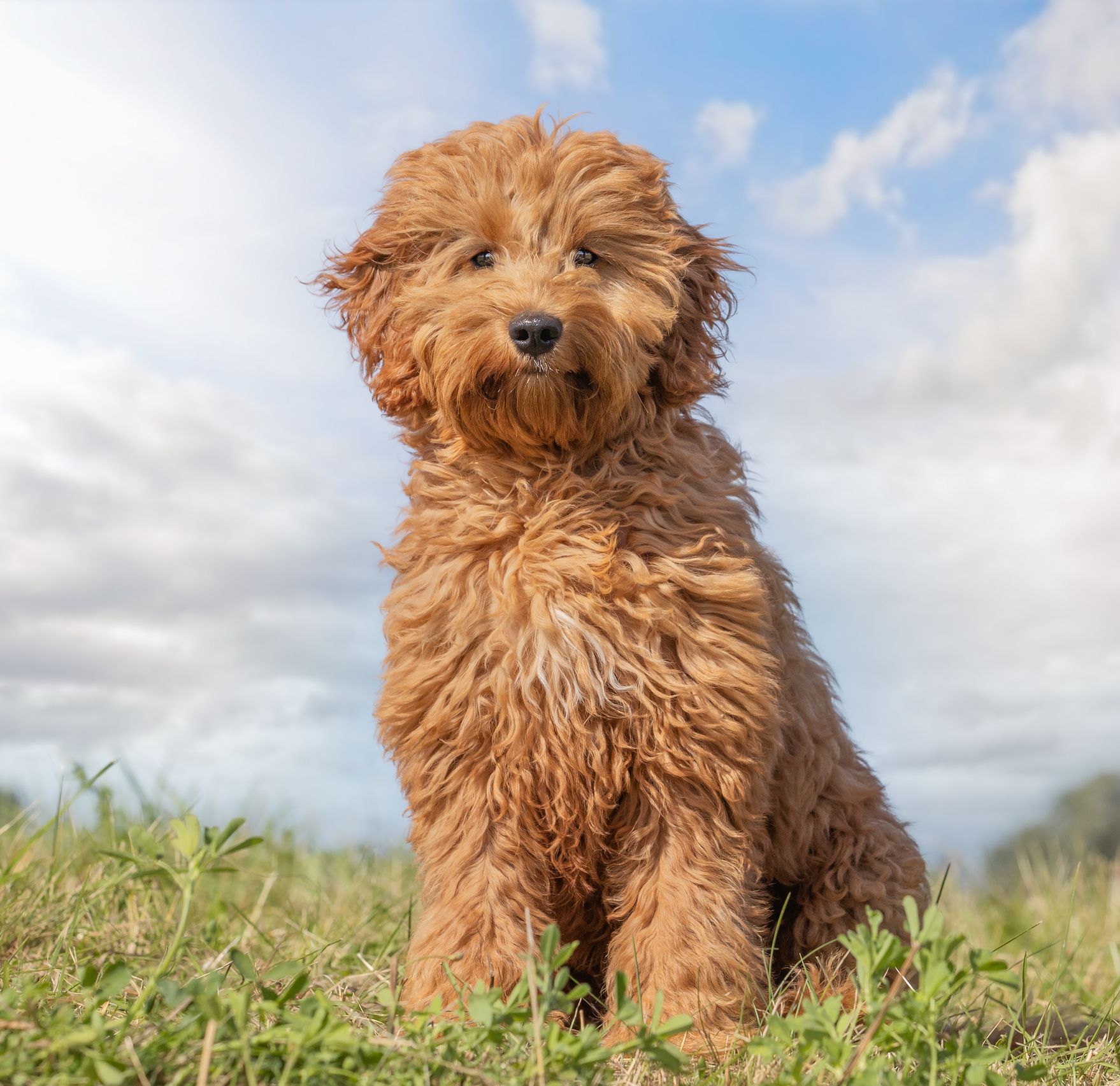 Golden retriever x poodle shops puppies for