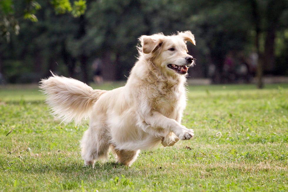 golden retriever playing on grassy field