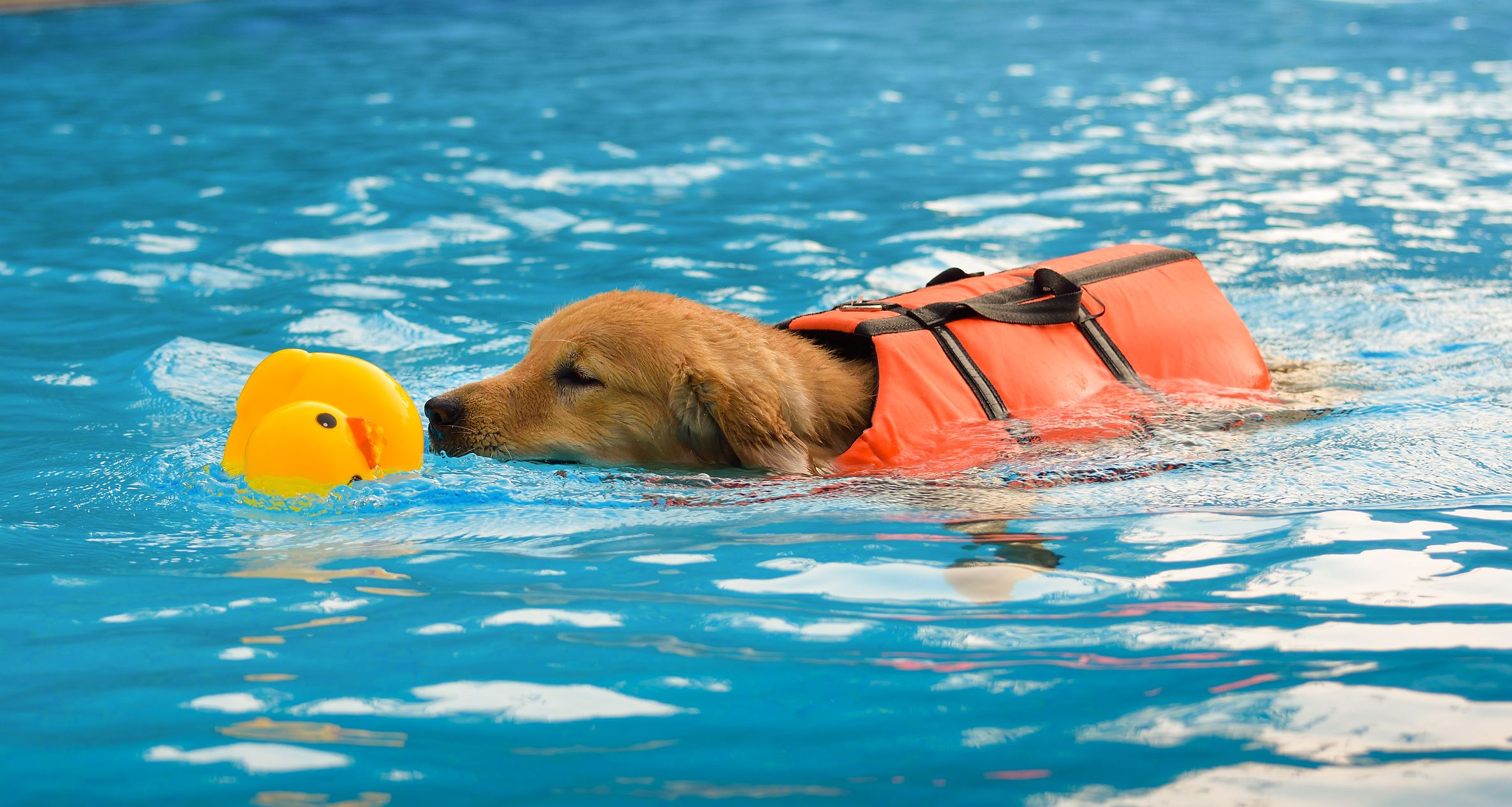 2024年最新】犬用ライフジャケットのおすすめ8選｜選び方なども解説