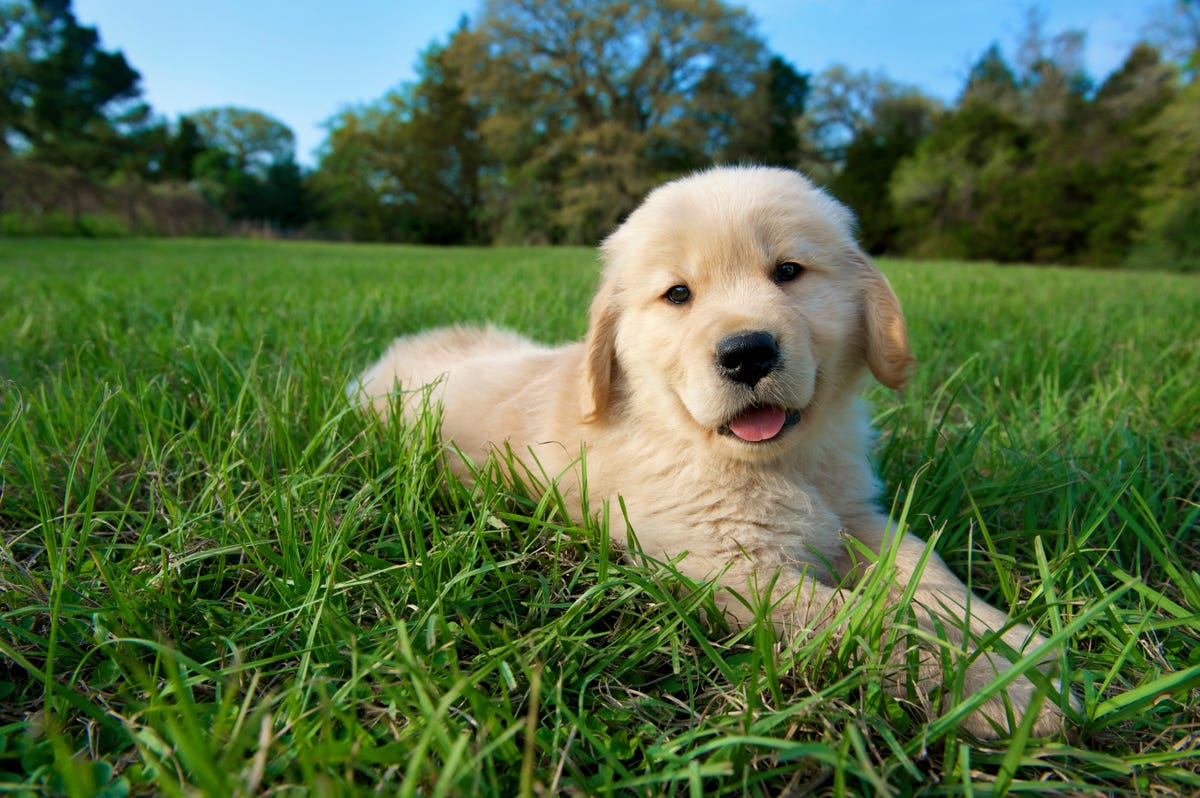 Golden Retriever puppy is born with green fur