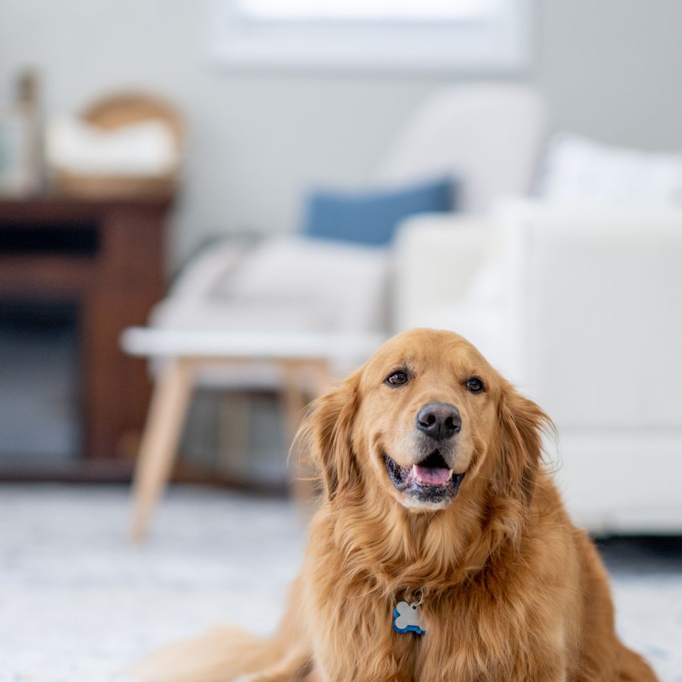 golden retriever relaxing at home