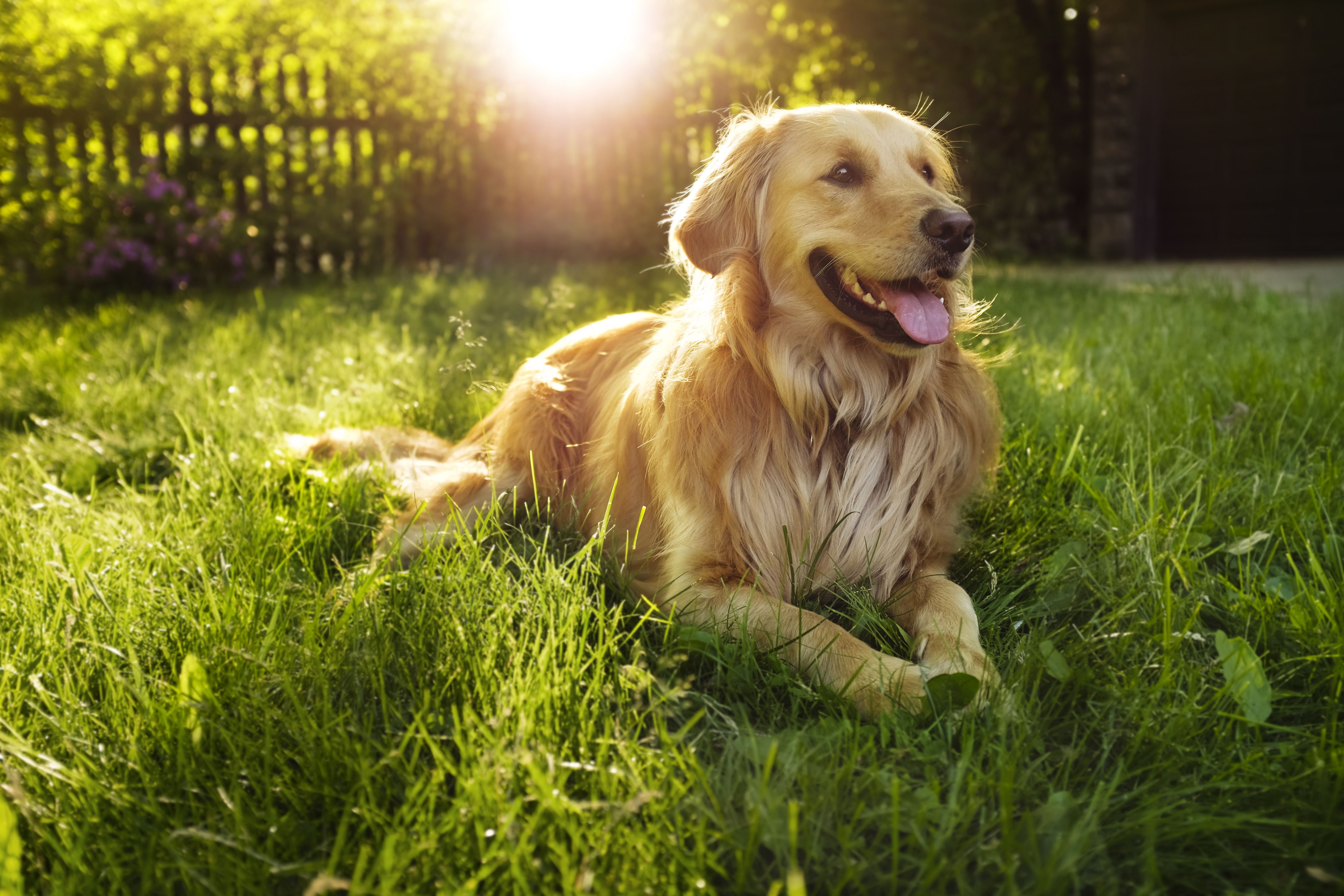 IV. Characteristics and Traits of Large Dog Breeds