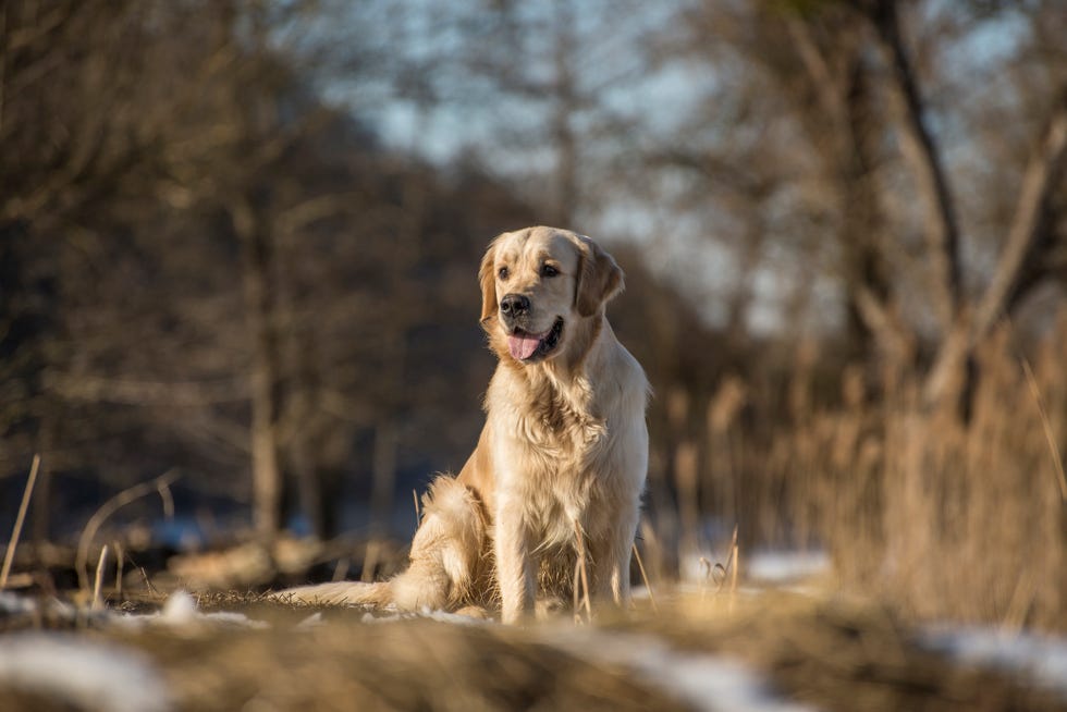 A golden retriever sitting on autumn landscape
