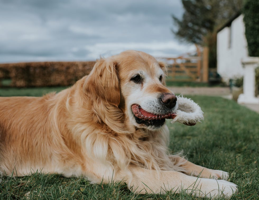 golden retriever