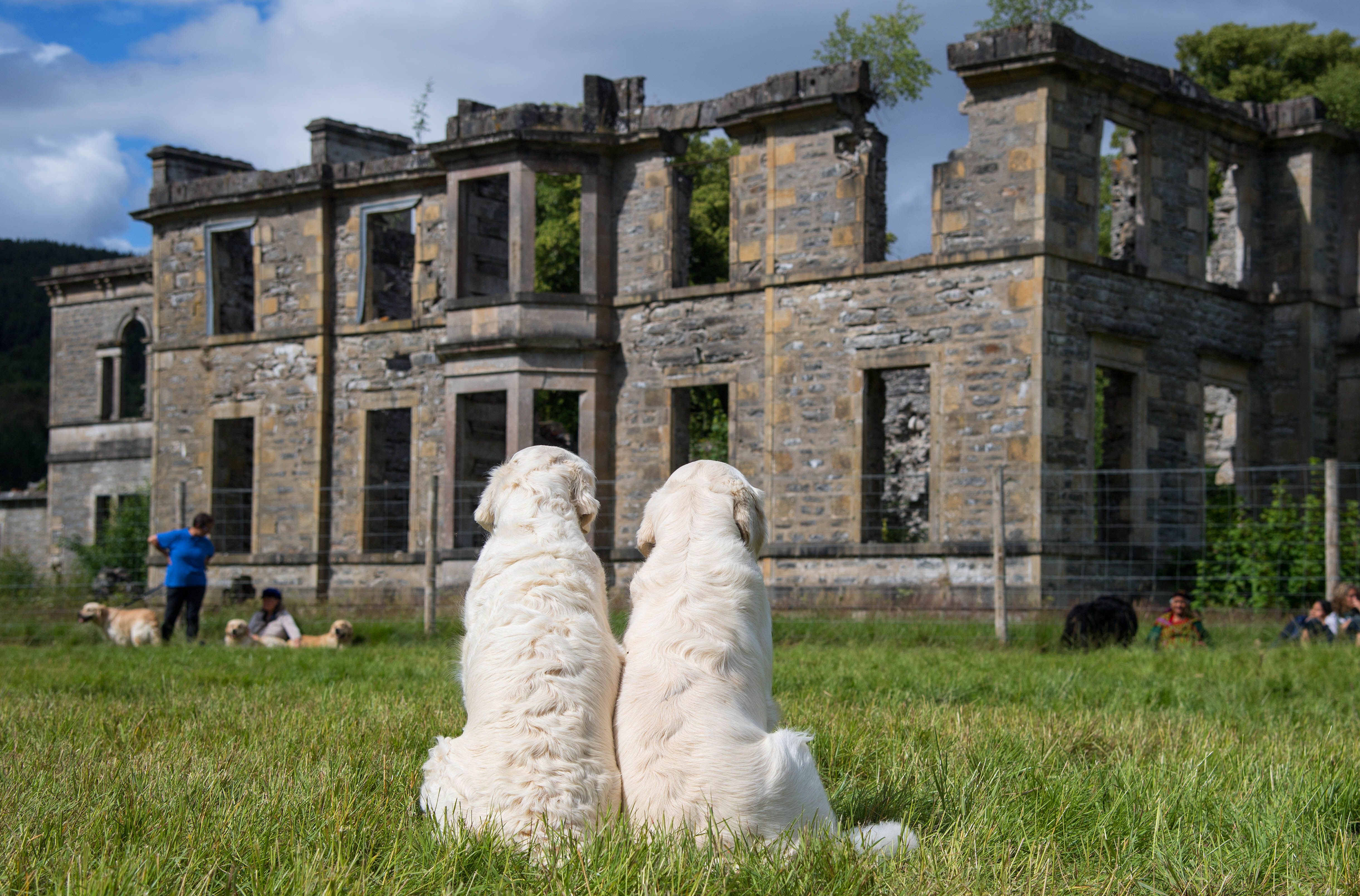 Hundreds Of Golden Retrievers Gather in The Highlands