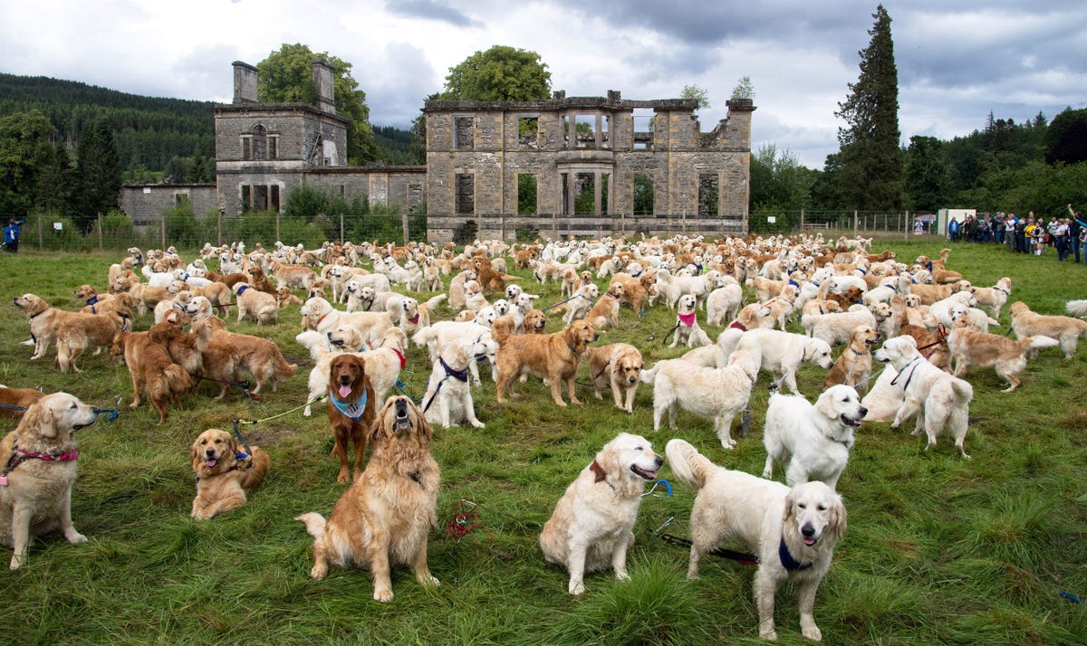 Hundreds Of Golden Retrievers Gather in The Highlands