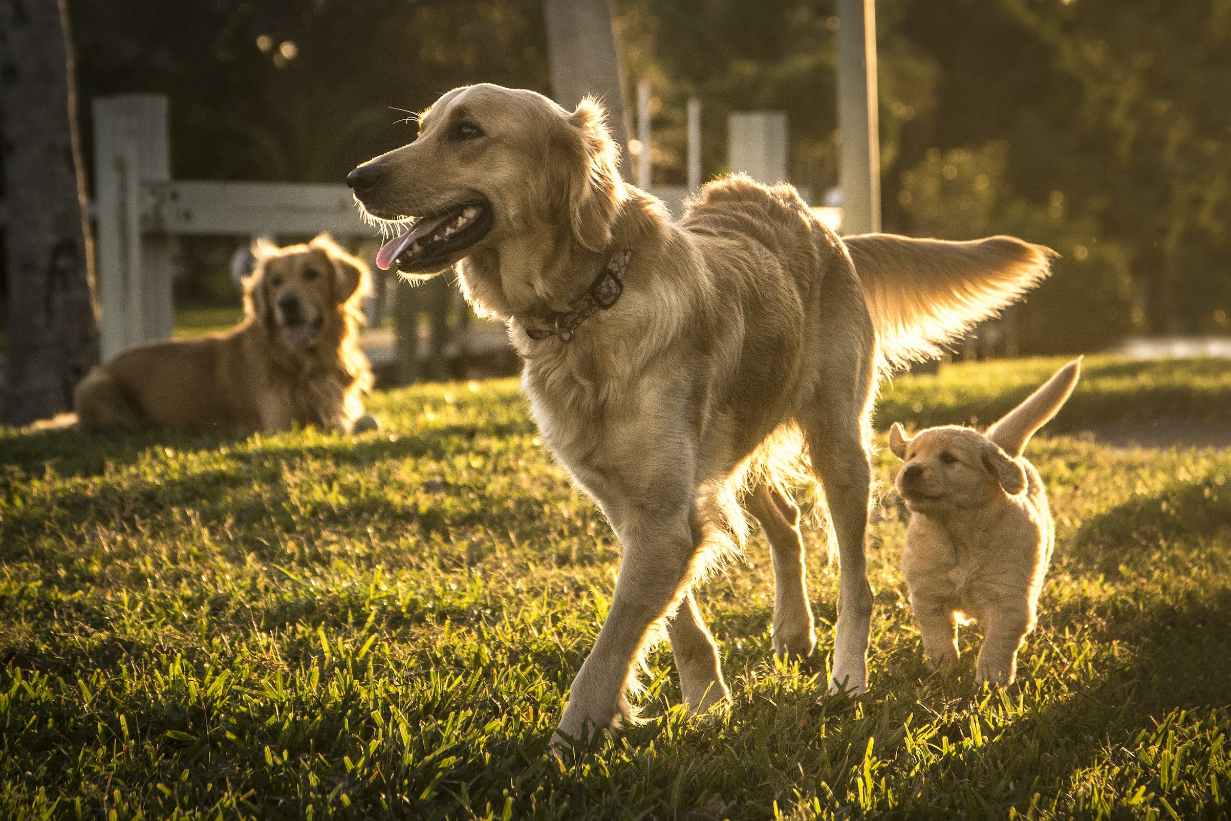 Golden best sale retriever mass