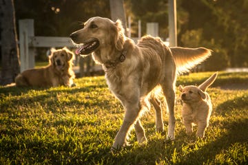 golden retrievers