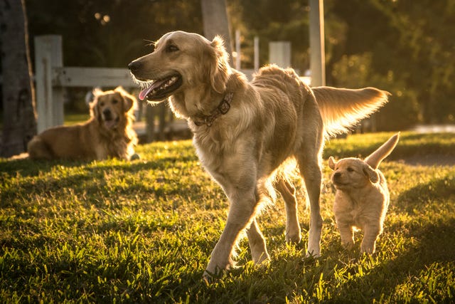 golden retrievers