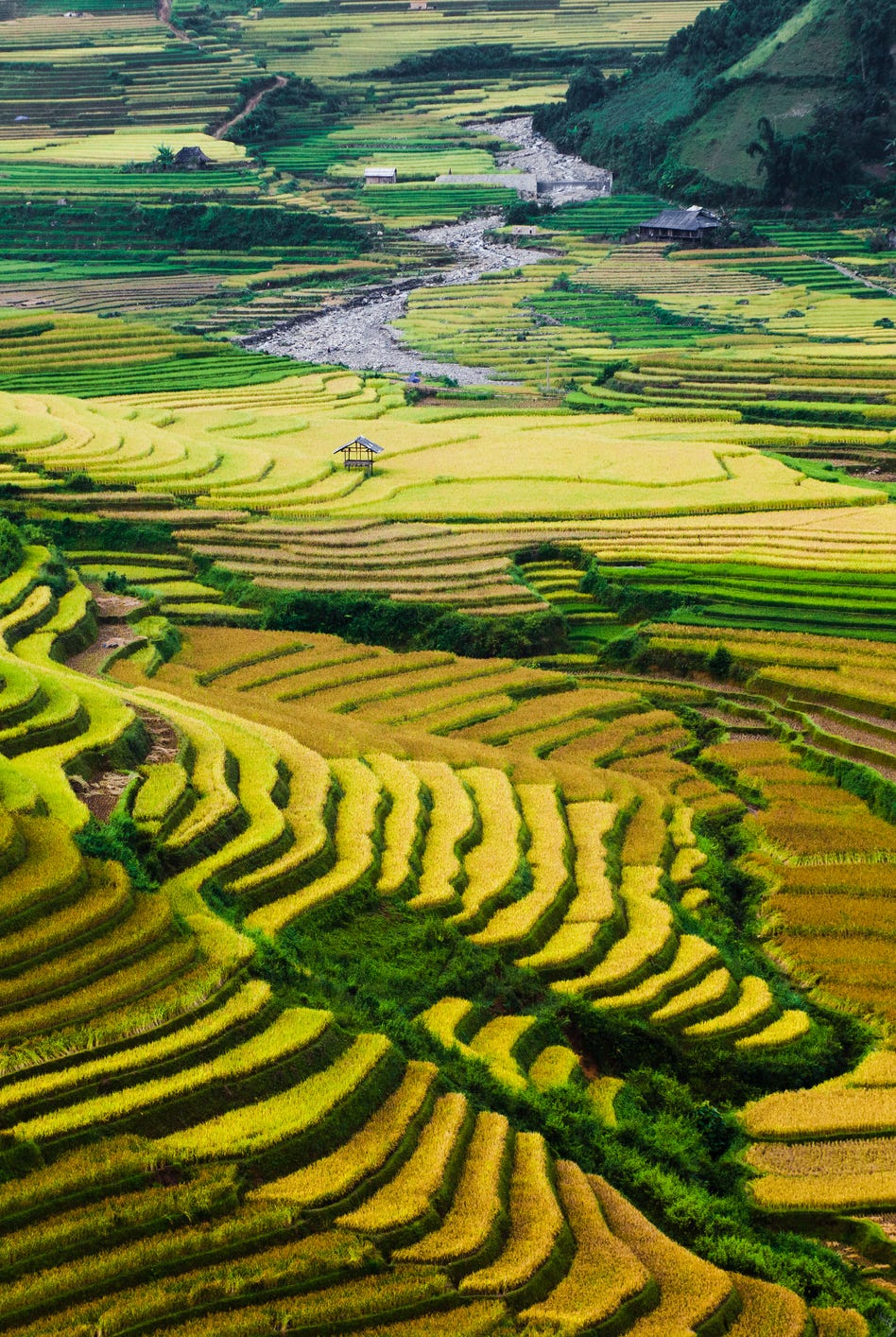 Golden rice terraces in North Vietnam Golden rice terraces in North Vietnam