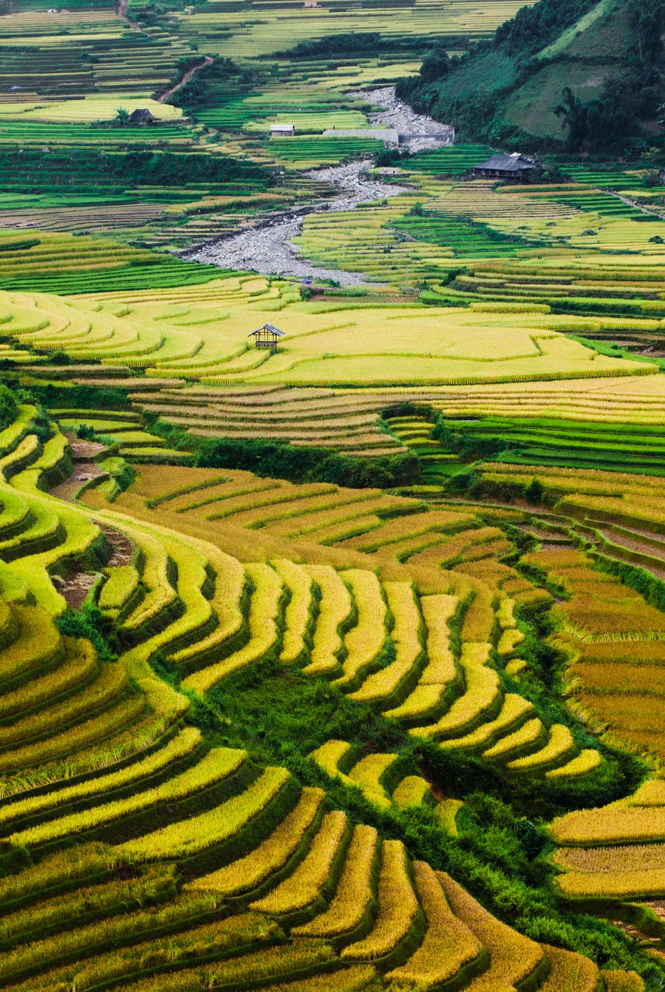 Golden rice terraces in North Vietnam