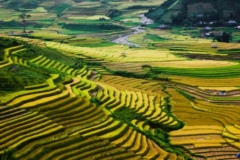 Golden rice terraces in North Vietnam