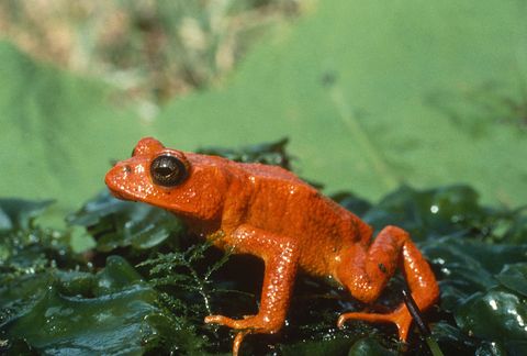 golden toad sole habitat on earth  became extinct as predicted