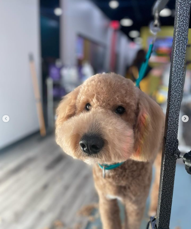 apricot colored goldendoodle with fluffy round muzzle on groomers table