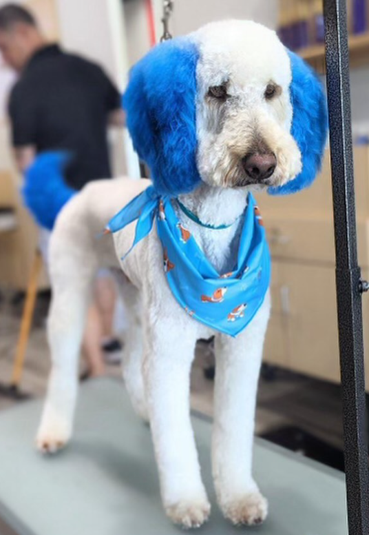 white goldendoodle with short cut on body and ears and tail dyed blue wearing a blue bandana and standing on grooming table