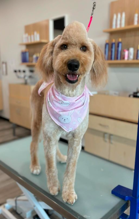 goldendoodle with a short body clip and top of hair shaped into a cone shaped mohawk standing on grooming table wearing a pink bandana