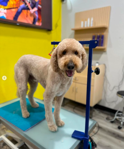 goldendoodle with a short all over puppy cut standing on a table in a groomer's facility