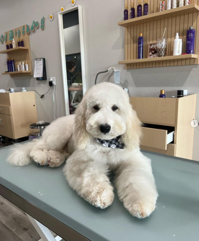 medium teddy bear goldendoodle
