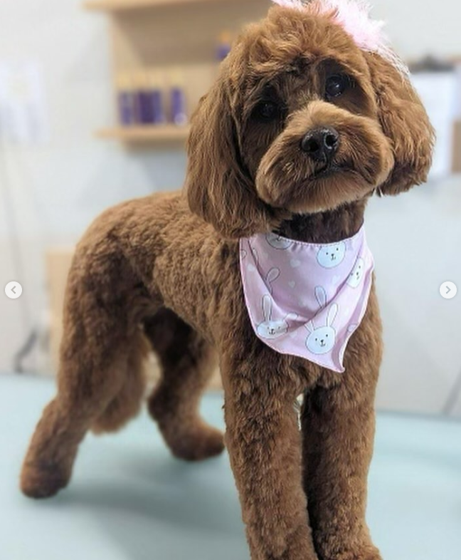 small young brown goldendoodle with fuzzy haircut with ears trimmed to follow shape of ear standing on a grooming table tilting his head and wearing a pink bandana