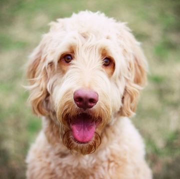 up close shot of a shaggy goldendoodle with light colored hair smiling