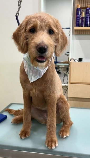 gooldendoodle in an all over short cut with light blue bandana around neck sitting on a grooming table