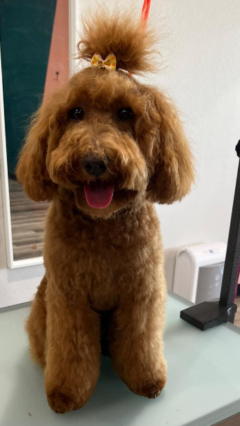 Grooming a curly goldendoodle hotsell