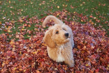 goldendoodle puppy playing in red and yellow autumn leaves