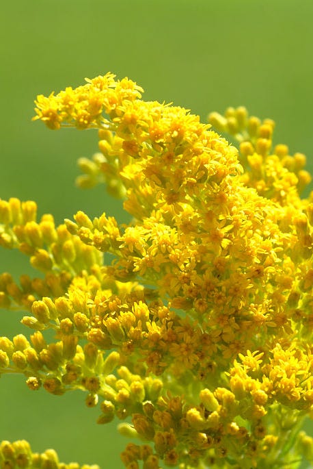 goldenrod