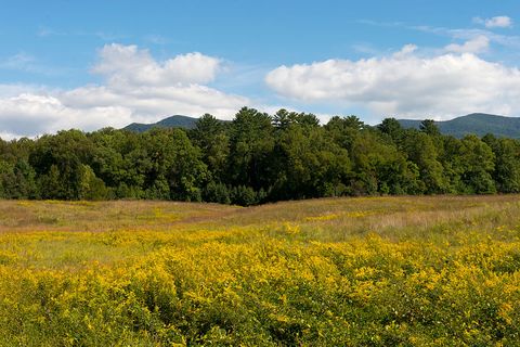 goldenrod flowers in cades cove, great smoky mountains
