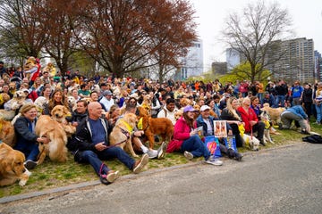 golden retrievers, boston marathon 2023