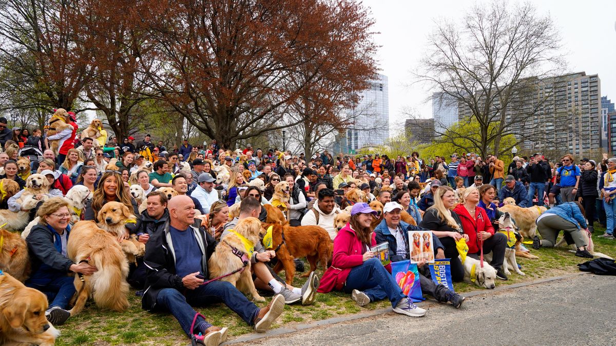 Golden Retrievers Honor Legacy of Spencer 2023 Boston Marathon