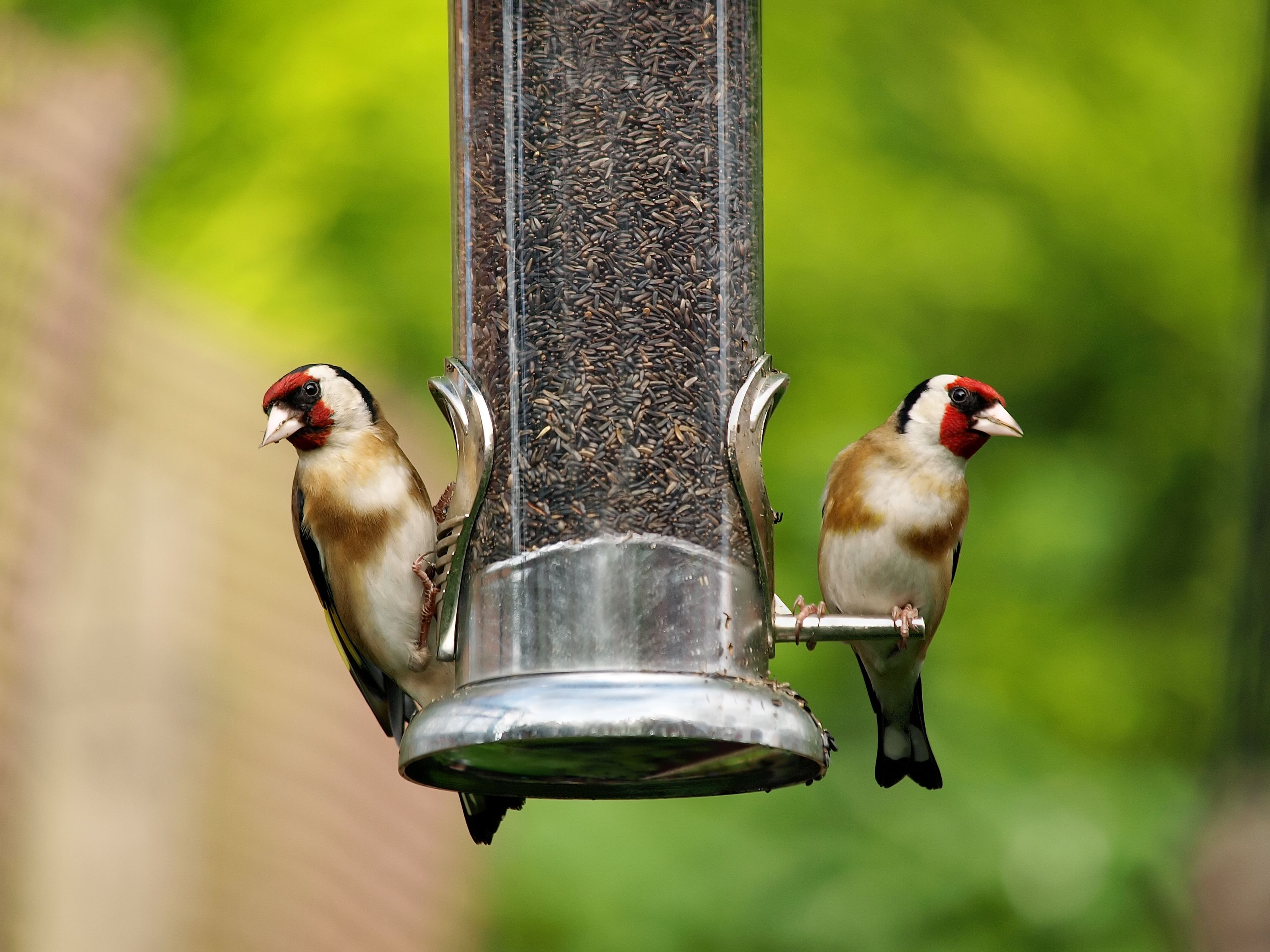 Homemade outdoor bird outlet treats