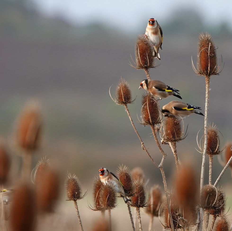 a small flock of goldfinches feeding on dried teasel plants