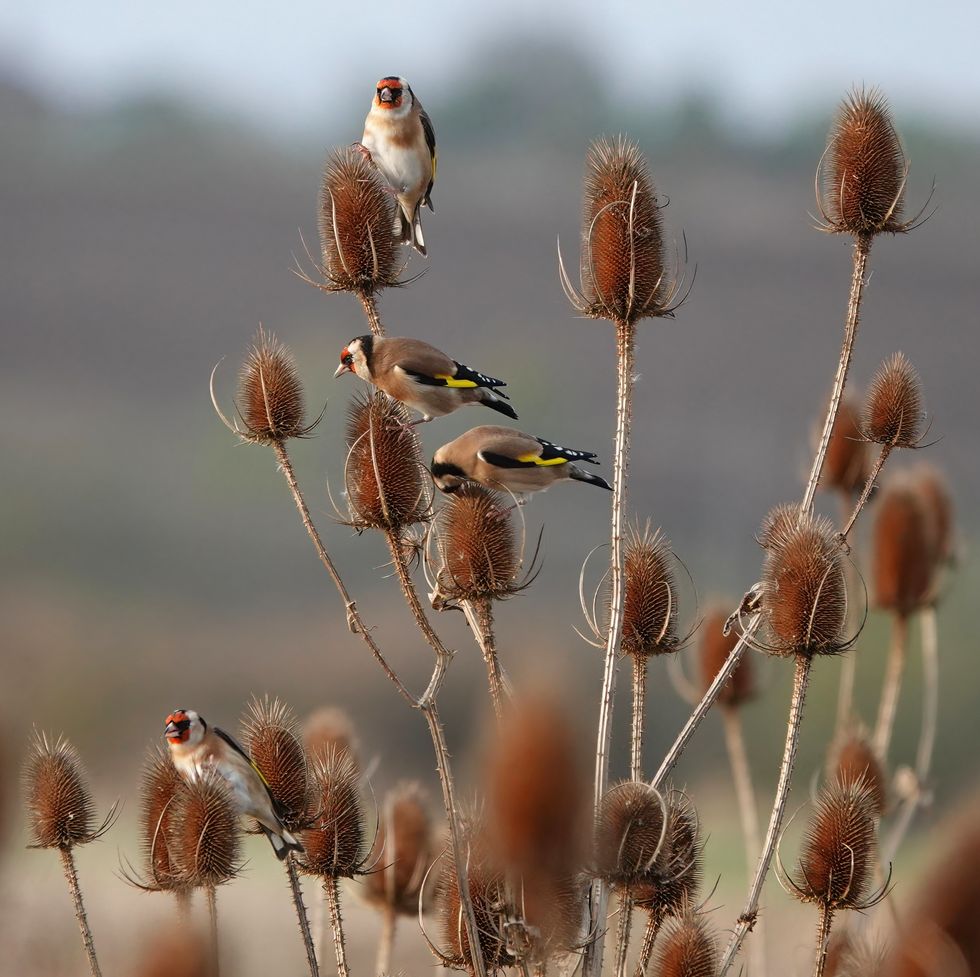 a small flock of goldfinches feeding on dried teasel plants