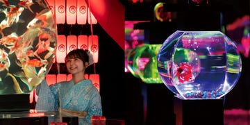 東京金魚藝術展來台！展覽日期、地點、門票資訊搶先看，巨型魚缸、七彩燈光超夢幻