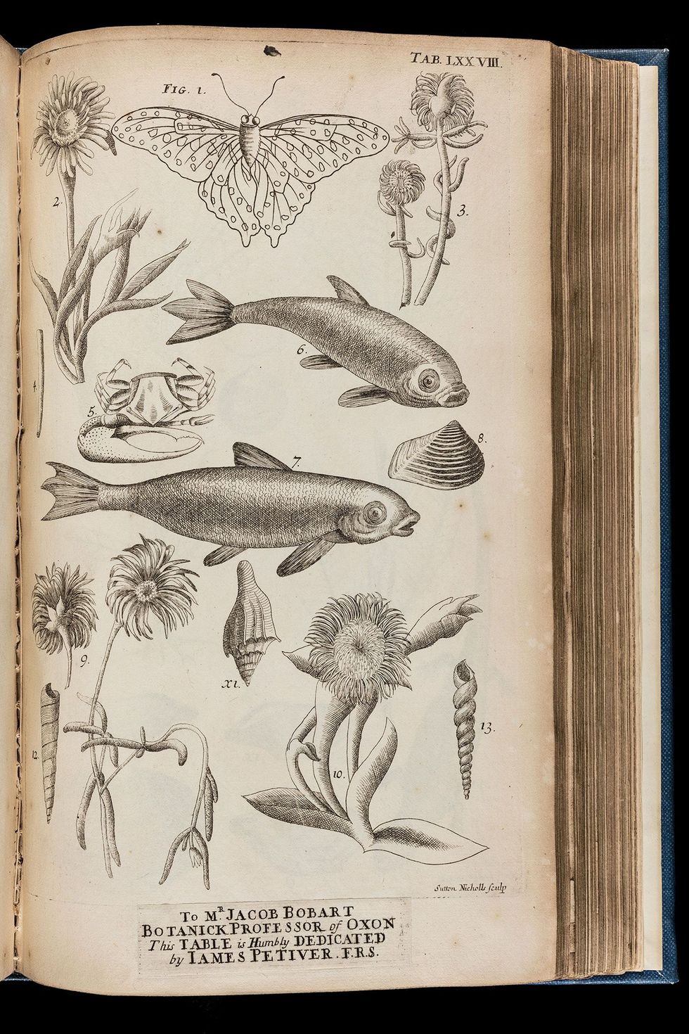 Deze eerste tekening van een goudvis in Engeland op de foto werd in 1711 gemaakt door de botanicus James Petiver