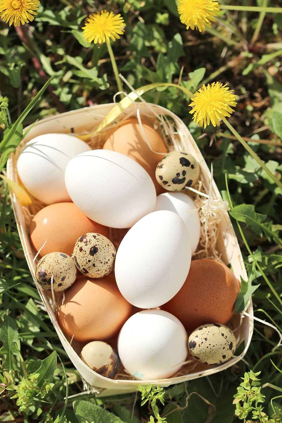 Good Friday Facts Eggs Laid on Easter in Green Grass