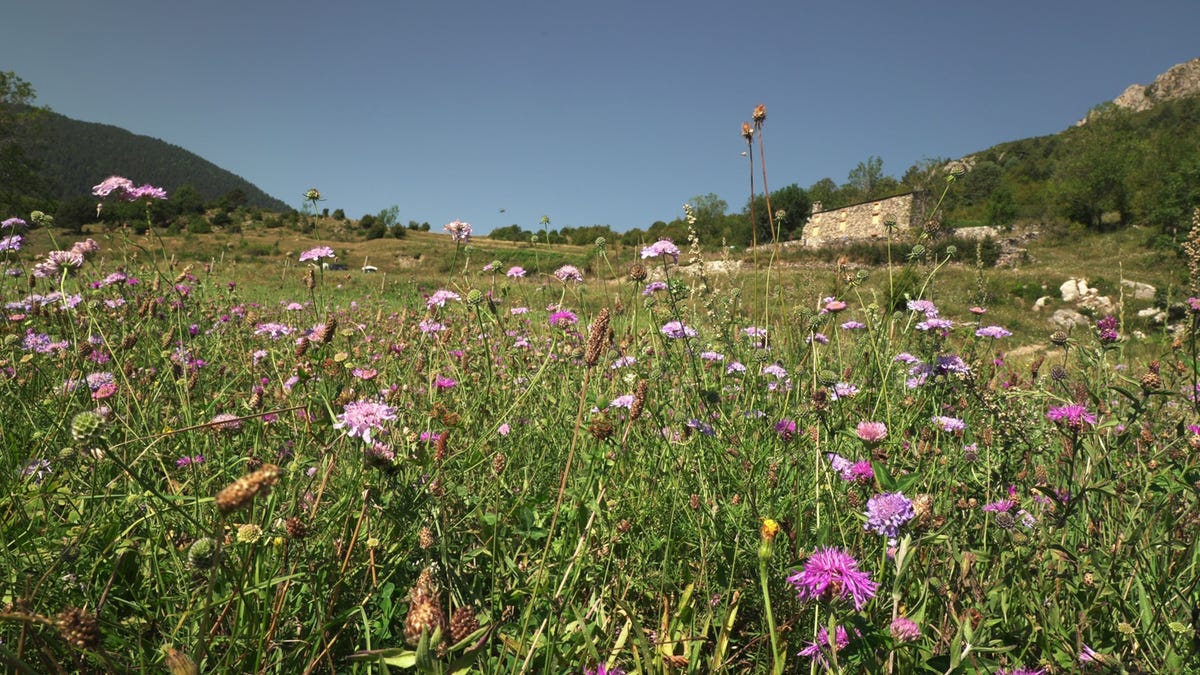 In de Pyreneen ten noorden van Barcelona ontstaat op vier hectare verlaten landbouwgrond een bloemenweide die vlinders aantrekt De weide kwam tot stand dankzij leden van de nonprofitorganisatie Paisatges Vius die de zaden verzamelden op weiden in de omgeving