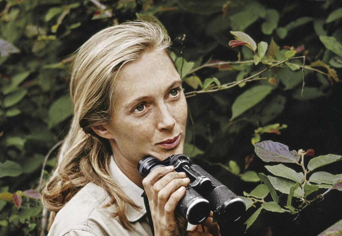 Jane Goodall in Miss Goodall and the Wild Chimpanzees 1965 de allereerste documentaire van de National Geographic Society