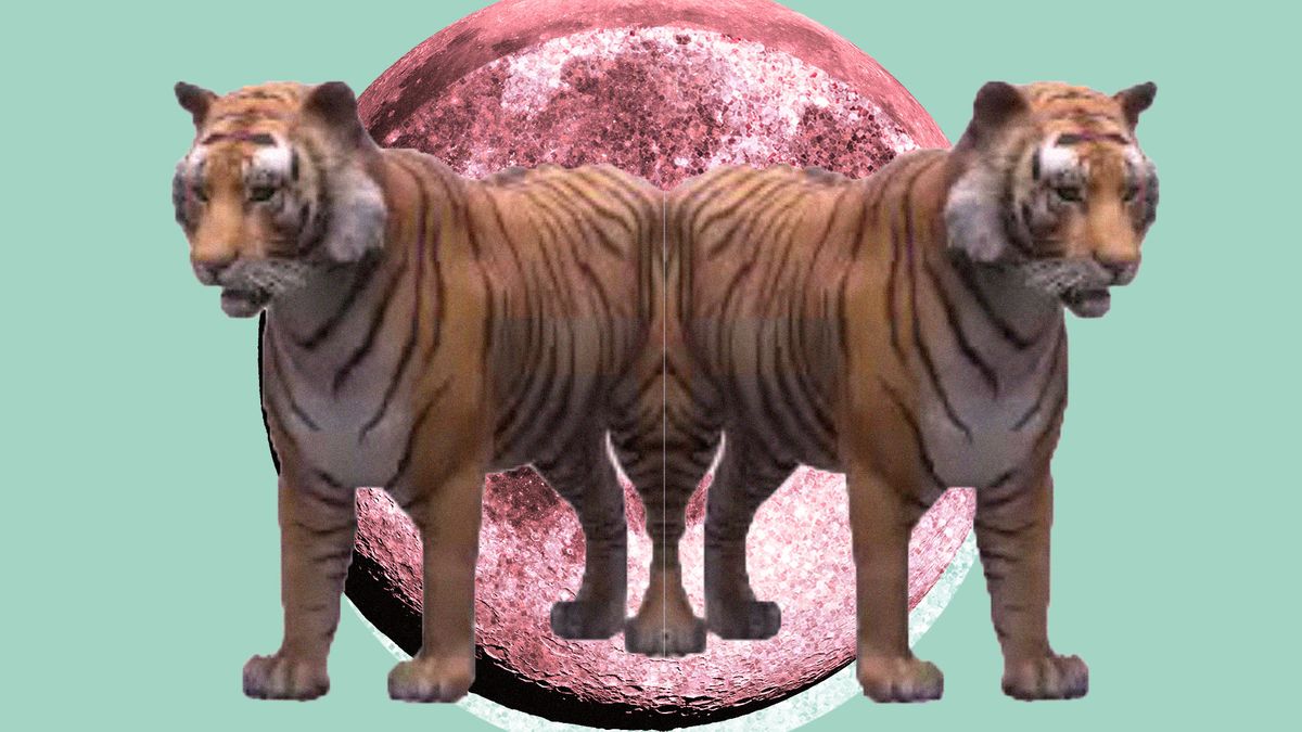 Come fare apparire un animale 3D in casa tua - Donna Moderna