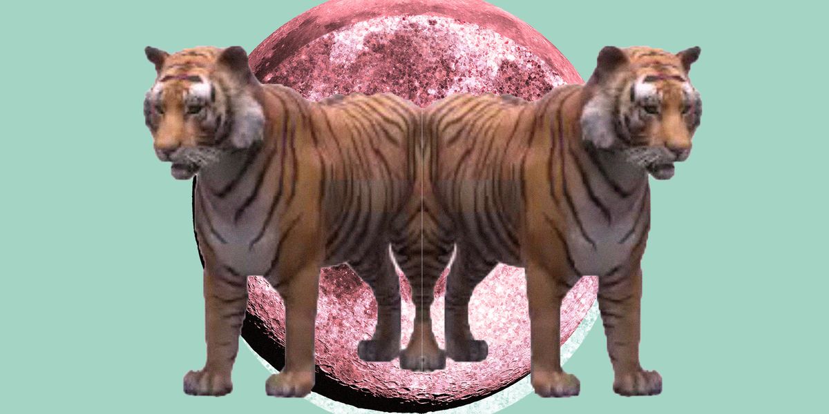 animali in 3D con google.tigre - ClaireinSicily Family Travel Blog