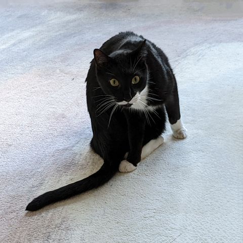 black and white cat sitting on carpet