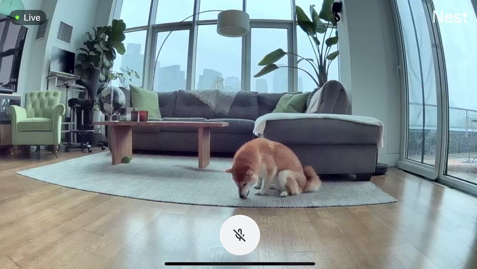 The 7 Best Pet Cameras, Tested in Our Lab