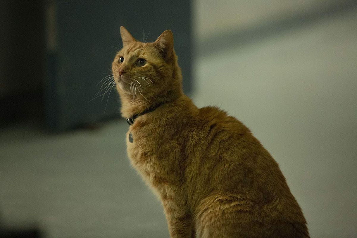 Goose el Gato podría salir en 'Vengadores: Endgame'