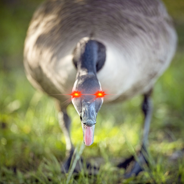 angry goose with red eyes angry goose with red eyes