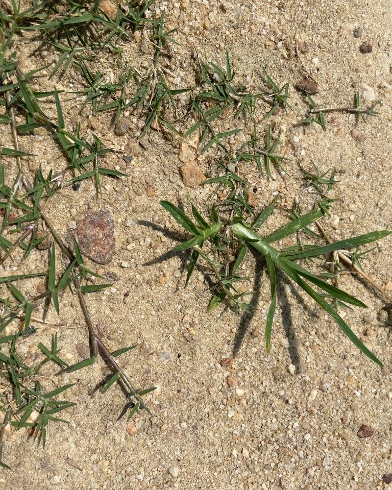 weeds to watch for goosegrass